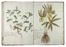  Chellini Tommaso Maria : Questo libro di piante dipinte al naturale fù fatto da Tommaso Maria Chellini cittadino fiorentino abitante in Villa a Scandicci.  - Asta Manoscritti, Libri, Autografi, Stampe & Disegni - Libreria Antiquaria Gonnelli - Casa d'Aste - Gonnelli Casa d'Aste