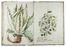  Chellini Tommaso Maria : Questo libro di piante dipinte al naturale fù fatto da Tommaso Maria Chellini cittadino fiorentino abitante in Villa a Scandicci.  - Asta Manoscritti, Libri, Autografi, Stampe & Disegni - Libreria Antiquaria Gonnelli - Casa d'Aste - Gonnelli Casa d'Aste