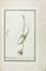  Ferdinando Morozzi  (Siena, 1723 - 1785) : Lotto composto di 3 album di stampe e disegni di vegetali e animali realizzati da Ferdinando Morozzi.  - Asta Manoscritti, Libri, Autografi, Stampe & Disegni - Libreria Antiquaria Gonnelli - Casa d'Aste - Gonnelli Casa d'Aste