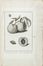  Ferdinando Morozzi  (Siena, 1723 - 1785) : Lotto composto di 3 album di stampe e disegni di vegetali e animali realizzati da Ferdinando Morozzi.  - Asta Manoscritti, Libri, Autografi, Stampe & Disegni - Libreria Antiquaria Gonnelli - Casa d'Aste - Gonnelli Casa d'Aste
