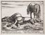  Antonio Tempesta  (Firenze, 1555 - Roma, 1630) [da] : Cavalli di diversi paesi.  - Auction Prints, Drawings and Paintings from 16th until 20th centuries - Libreria Antiquaria Gonnelli - Casa d'Aste - Gonnelli Casa d'Aste