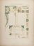  Alphonse Mucha  (Ivan?ice, 1860 - Praga, 1939) : Modelli decorativi.  - Asta Stampe, Disegni e Dipinti dal XVI al XX secolo - Libreria Antiquaria Gonnelli - Casa d'Aste - Gonnelli Casa d'Aste