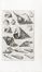  Buonanni Filippo : Musaeum Kircherianum sive Musaeum a p. Athanasio Kirchero in Collegio Romano Societatis Jesu... Scienze naturali, Archeologia  Athanasius Kircher  (Geisa (Germania),, 1602 - Roma,, 1680), Arnold (van) Westerhout  (Anversa, 1651 - Roma, 1725)  - Auction Books, Manuscripts & Autographs - Libreria Antiquaria Gonnelli - Casa d'Aste - Gonnelli Casa d'Aste