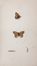  Morris Francis Orpen : A History of British Butterflies [...]. With seventy-one coloured plates.  - Asta Libri & Grafica. Parte II: Autografi, Musica & Libri a Stampa - Libreria Antiquaria Gonnelli - Casa d'Aste - Gonnelli Casa d'Aste