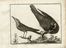  Franois Nicolas Martinet  (Francia, 1731 - 1800) : Lotto di 12 tavole da Ornithologia di M. J. Brisson.  - Asta Libri & Grafica - Libreria Antiquaria Gonnelli - Casa d'Aste - Gonnelli Casa d'Aste