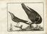  François Nicolas Martinet  (Francia, 1731 - 1800) : Lotto di 12 tavole da Ornithologia di M. J. Brisson.  - Asta Libri & Grafica - Libreria Antiquaria Gonnelli - Casa d'Aste - Gonnelli Casa d'Aste