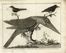  Franois Nicolas Martinet  (Francia, 1731 - 1800) : Lotto di 12 tavole da Ornithologia di M. J. Brisson.  - Asta Libri & Grafica - Libreria Antiquaria Gonnelli - Casa d'Aste - Gonnelli Casa d'Aste
