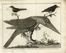  François Nicolas Martinet  (Francia, 1731 - 1800) : Lotto di 12 tavole da Ornithologia di M. J. Brisson.  - Asta Libri & Grafica - Libreria Antiquaria Gonnelli - Casa d'Aste - Gonnelli Casa d'Aste