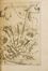  Ferrari Giovanni Battista : Flora overo cultura di fiori  [...] distinta in quattro libri e trasportata dalla lingua latina all'italiana da Lodovico Aureli...  Lodovico Aureli, Anna Maria Vaiana, Guido Reni  (Calvenzano di Vergate, 1575 - Bologna, 1642), Pietro Berrettini (detto Pietro da Cortona)  (Cortona, 1596 - Roma, 1669), Andrea Sacchi  (Roma,  - 1661), Johann Frederich Greuter  (Strasburgo,  - Roma, 1662)  - Asta Libri & Grafica - Libreria Antiquaria Gonnelli - Casa d'Aste - Gonnelli Casa d'Aste