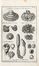  Morandi Giovanni Battista : Historia botanica practica, seu plantarum, quae ad usum medicinae pertinent, nomenclatura, descriptio, et virtutes...  - Asta Libri & Grafica - Libreria Antiquaria Gonnelli - Casa d'Aste - Gonnelli Casa d'Aste