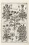  Morandi Giovanni Battista : Historia botanica practica, seu plantarum, quae ad usum medicinae pertinent, nomenclatura, descriptio, et virtutes...  - Asta Libri & Grafica - Libreria Antiquaria Gonnelli - Casa d'Aste - Gonnelli Casa d'Aste