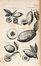  Jonston Jan : Dendrographias sive Historiae naturalis de arboribus et fruticibus tam nostri quam peregrini orbis libri decem...  Matthaus Merian  (Basilea,, 1593 - Bad Schwalbach,, 1650), Melchior Ksell  (Augusta,, 1626 - 1684)  - Asta Libri & Grafica - Libreria Antiquaria Gonnelli - Casa d'Aste - Gonnelli Casa d'Aste