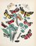  Kirby William Forsell : European Butterflies and Moths. With 61 coloured plates. Based upon Berge's 'Schmetterlingsbuch'.  - Asta Libri & Grafica - Libreria Antiquaria Gonnelli - Casa d'Aste - Gonnelli Casa d'Aste