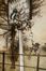  Barrie James Matthew : Peter Pan in Kensington gardens.  Arthur Rackham  - Asta Grafica & Libri - Libreria Antiquaria Gonnelli - Casa d'Aste - Gonnelli Casa d'Aste