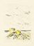  Filippo De Pisis  (Ferrara, 1896 - Brugherio, 1956) : Natura morta marina.  - Asta Grafica & Libri - Libreria Antiquaria Gonnelli - Casa d'Aste - Gonnelli Casa d'Aste