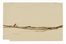  Lino Bianchi Barriviera  (Montebelluna, 1906 - Acilia, 1985) : Lotto composto di 4 disegni.  - Asta Grafica & Libri - Libreria Antiquaria Gonnelli - Casa d'Aste - Gonnelli Casa d'Aste