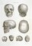  Caldani Leopoldo Marco Antonio : Icones anatomicae quotquot sunt celebriores ex optimis neotericorum operibus summa diligentia depromptae et collectae... (-Volumins tertii sectio altera).  Floriano Caldani  (Bologna, 1772 - Padova, 1836)  - Asta Grafica & Libri - Libreria Antiquaria Gonnelli - Casa d'Aste - Gonnelli Casa d'Aste