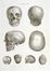  Caldani Leopoldo Marco Antonio : Icones anatomicae quotquot sunt celebriores ex optimis neotericorum operibus summa diligentia depromptae et collectae... (-Volumins tertii sectio altera).  Floriano Caldani  - Asta Grafica & Libri - Libreria Antiquaria Gonnelli - Casa d'Aste - Gonnelli Casa d'Aste