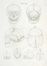  Caldani Leopoldo Marco Antonio : Icones anatomicae quotquot sunt celebriores ex optimis neotericorum operibus summa diligentia depromptae et collectae... (-Volumins tertii sectio altera).  Floriano Caldani  (Bologna, 1772 - Padova, 1836)  - Asta Grafica & Libri - Libreria Antiquaria Gonnelli - Casa d'Aste - Gonnelli Casa d'Aste