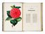  Verschaffelt Alexandre : Nouvelle Iconographie des Camellias contenant les figures et la description des plus rares, des plus nouvelles et des plus belles variétés de ce genre...  - Asta Grafica & Libri - Libreria Antiquaria Gonnelli - Casa d'Aste - Gonnelli Casa d'Aste