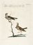  Saverio Manetti  (Brozzi, 1723 - Firenze, 1784) : Lotto di tre tavole con piccoli uccelli.  - Asta Grafica & Libri - Libreria Antiquaria Gonnelli - Casa d'Aste - Gonnelli Casa d'Aste