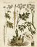  Anonimo del XVIII secolo : Sette tavole botaniche.  - Auction Graphics & Books - Libreria Antiquaria Gonnelli - Casa d'Aste - Gonnelli Casa d'Aste
