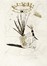  Corbière Tristan : Les Amours jaunes [...]. Dieci incisioni in nero e oro.  Salvador Dalì  (Figueres, 1904 - 1989)  - Asta Libri, autografi e manoscritti - Libreria Antiquaria Gonnelli - Casa d'Aste - Gonnelli Casa d'Aste