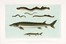  Vogt Carl : Die Ssswasserfische von Mittel-Europa.  - Asta Libri, autografi e manoscritti - Libreria Antiquaria Gonnelli - Casa d'Aste - Gonnelli Casa d'Aste