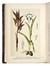 Raccolta di 13 opere illustrate di zoologia e botanica, molte delle quali dedicate alla flora alpina  Henri Louis Duhamel du Monceau, Grandville J.J. [pseud. di Gérard Jean Ignace Isidore]  (Nancy, 1803 - Vanves, 1847), Max (von) Schulze  - Asta Libri, autografi e manoscritti - Libreria Antiquaria Gonnelli - Casa d'Aste - Gonnelli Casa d'Aste