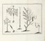 Raccolta di 13 opere illustrate di zoologia e botanica, molte delle quali dedicate alla flora alpina  Henri Louis Duhamel du Monceau, Grandville J.J. [pseud. di Gérard Jean Ignace Isidore]  (Nancy, 1803 - Vanves, 1847), Max (von) Schulze  - Asta Libri, autografi e manoscritti - Libreria Antiquaria Gonnelli - Casa d'Aste - Gonnelli Casa d'Aste