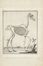  Autori vari : Lotto di cinque tavole raffiguranti animali.  - Auction Ancient,  [..]