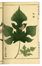  Anonimo fine XIX secolo : Album di fiori.  - Asta Arte antica, moderna e contemporanea - Libreria Antiquaria Gonnelli - Casa d'Aste - Gonnelli Casa d'Aste
