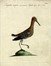  Saverio Manetti  (Brozzi, 1723 - Firenze, 1784) : Tre tavole ornitologiche.  - Auction 	Ancient, modern and contemporary art - Libreria Antiquaria Gonnelli - Casa d'Aste - Gonnelli Casa d'Aste