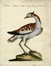  Saverio Manetti  (Brozzi, 1723 - Firenze, 1784) : Tre tavole ornitologiche.  - Auction 	Ancient, modern and contemporary art - Libreria Antiquaria Gonnelli - Casa d'Aste - Gonnelli Casa d'Aste