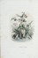  Grandville J.J. [pseud. di Gérard Jean Ignace Isidore] : Les Fleurs Animées [...] Première partie (-deuxième).  - Asta Libri a stampa dal XVI al XX secolo [ASTA A TEMPO - PARTE II] - Libreria Antiquaria Gonnelli - Casa d'Aste - Gonnelli Casa d'Aste