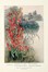  Lounsberry Alice : A guide to the wild flowers.  Ellis Rowan  - Asta Libri a stampa dal XVI al XX secolo [ASTA A TEMPO - PARTE II] - Libreria Antiquaria Gonnelli - Casa d'Aste - Gonnelli Casa d'Aste