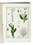  Roques Joseph : Plantes usuelles, indig�nes et exotiques. Tome premier (-seconde). Botanica, Figurato, Letteratura francese, Scienze tecniche e matematiche, Scienze naturali, Collezionismo e Bibliografia, Letteratura  - Auction Books from XV to XIX Century [II Part] - Libreria Antiquaria Gonnelli - Casa d'Aste - Gonnelli Casa d'Aste