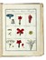  Roques Joseph : Plantes usuelles, indig�nes et exotiques. Tome premier (-seconde). Botanica, Figurato, Letteratura francese, Scienze tecniche e matematiche, Scienze naturali, Collezionismo e Bibliografia, Letteratura  - Auction Books from XV to XIX Century [II Part] - Libreria Antiquaria Gonnelli - Casa d'Aste - Gonnelli Casa d'Aste