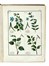 Roques Joseph : Plantes usuelles, indig�nes et exotiques. Tome premier (-seconde). Botanica, Figurato, Letteratura francese, Scienze tecniche e matematiche, Scienze naturali, Collezionismo e Bibliografia, Letteratura  - Auction Books from XV to XIX Century [II Part] - Libreria Antiquaria Gonnelli - Casa d'Aste - Gonnelli Casa d'Aste