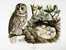  Bettoni Eugenio : Storia naturale degli uccelli che nidificano in Lombardia ad illustrazione della raccolta ornitologica dei fratelli Ercole ed Ernesto Turati... Vol. I (-II).  - Asta Libri a stampa dal XV al XIX secolo [Parte II] - Libreria Antiquaria Gonnelli - Casa d'Aste - Gonnelli Casa d'Aste