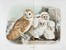  Bettoni Eugenio : Storia naturale degli uccelli che nidificano in Lombardia ad illustrazione della raccolta ornitologica dei fratelli Ercole ed Ernesto Turati... Vol. I (-II).  - Asta Libri a stampa dal XV al XIX secolo [Parte II] - Libreria Antiquaria Gonnelli - Casa d'Aste - Gonnelli Casa d'Aste