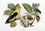  Bettoni Eugenio : Storia naturale degli uccelli che nidificano in Lombardia ad illustrazione della raccolta ornitologica dei fratelli Ercole ed Ernesto Turati... Vol. I (-II).  - Asta Libri a stampa dal XV al XIX secolo [Parte II] - Libreria Antiquaria Gonnelli - Casa d'Aste - Gonnelli Casa d'Aste