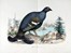  Bettoni Eugenio : Storia naturale degli uccelli che nidificano in Lombardia ad illustrazione della raccolta ornitologica dei fratelli Ercole ed Ernesto Turati... Vol. I (-II).  - Asta Libri a stampa dal XV al XIX secolo [Parte II] - Libreria Antiquaria Gonnelli - Casa d'Aste - Gonnelli Casa d'Aste