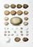  Bettoni Eugenio : Storia naturale degli uccelli che nidificano in Lombardia ad illustrazione della raccolta ornitologica dei fratelli Ercole ed Ernesto Turati... Vol. I (-II).  - Asta Libri a stampa dal XV al XIX secolo [Parte II] - Libreria Antiquaria Gonnelli - Casa d'Aste - Gonnelli Casa d'Aste