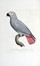  Levaillant Franois : Histoire naturelle des perroquets. Tome premier (-second).  [..]