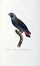  Levaillant Franois : Histoire naturelle des perroquets. Tome premier (-second).  [..]