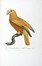  Levaillant Franois : Histoire naturelle des perroquets. Tome premier (-second).  [..]