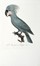  Levaillant Franois : Histoire naturelle des perroquets. Tome premier (-second).  [..]