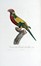  Levaillant Franois : Histoire naturelle des perroquets. Tome premier (-second).  [..]