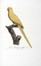  Levaillant Franois : Histoire naturelle des perroquets. Tome premier (-second).  [..]